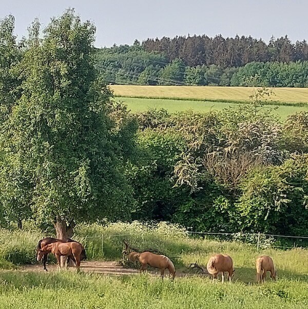 Pferde einstellen in Bad Soden Sulzbach Schwalbach Taunus